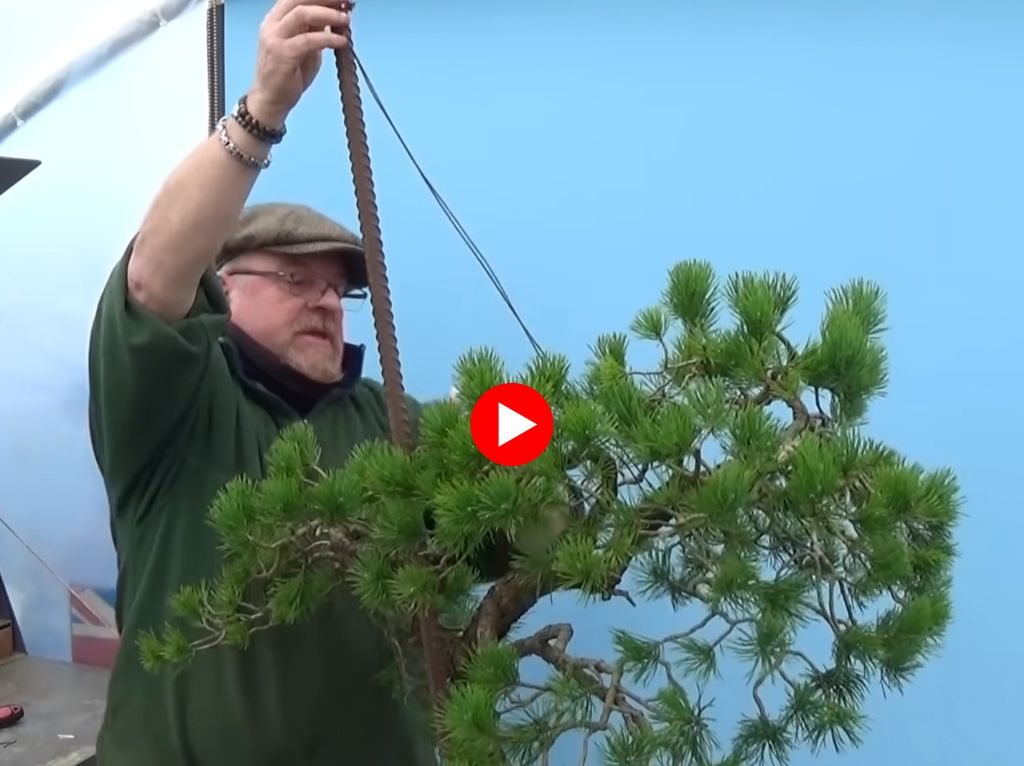 Graham Potter bonsai videos