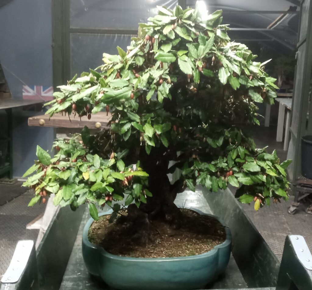 Elaeagnus bonsai by Graham Potter