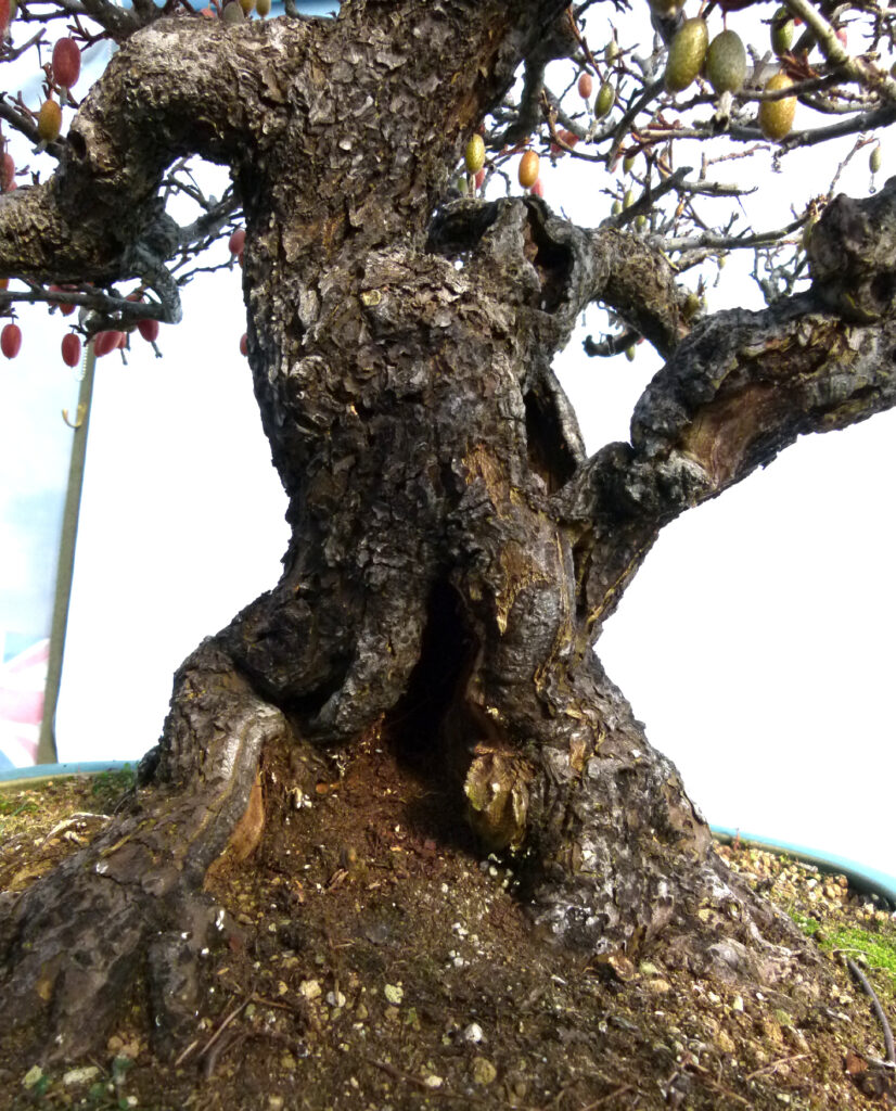 Elaeagnus bonsai by Graham Potter