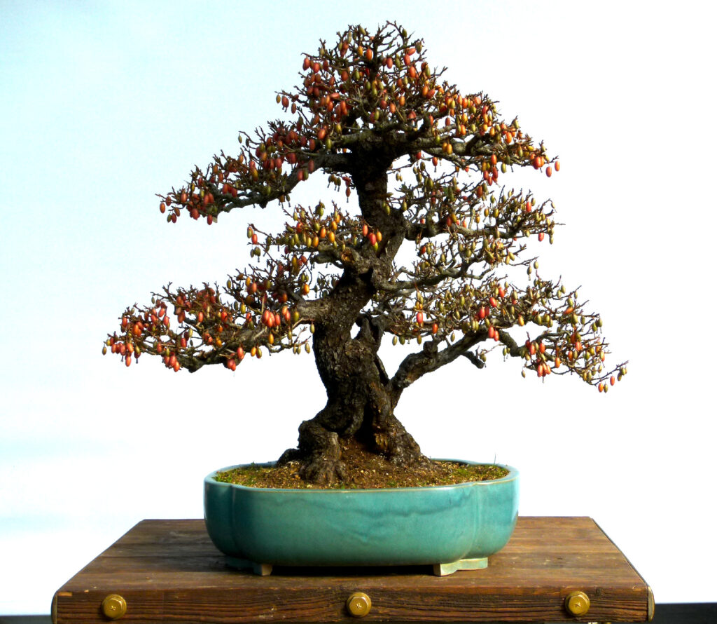 Elaeagnus bonsai showing fruit - By Graham Potter