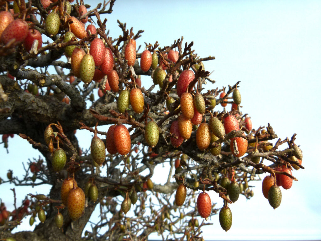 Elaeagnus bonsai by Graham Potter