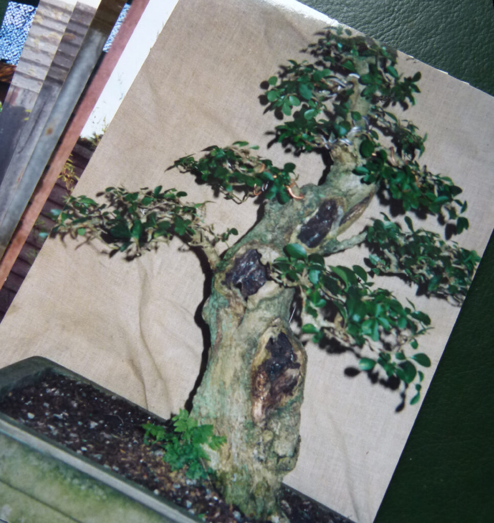 Privet begins it's bonsai journey.