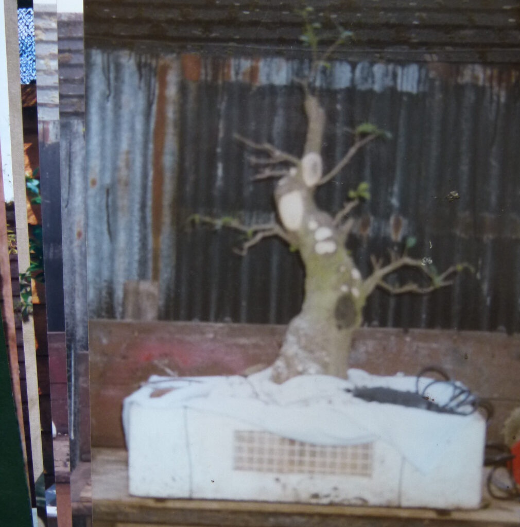 Privet bonsia, the very beginning