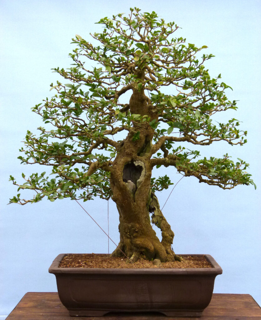 Aged privet bonsai tree