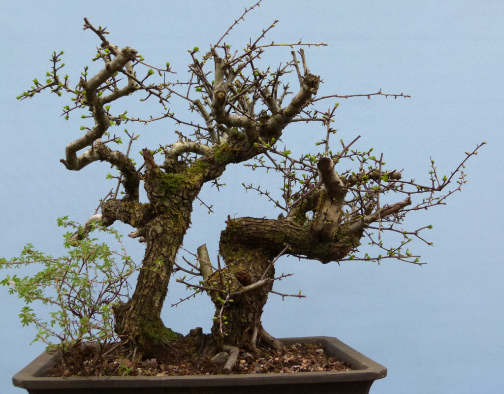 Yamadori hawthorn destined to become bonsai.