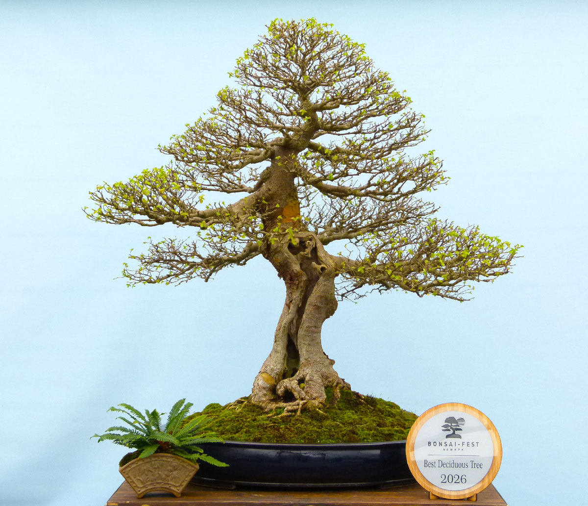 Nacho’s Chinese Elm Spring 2026