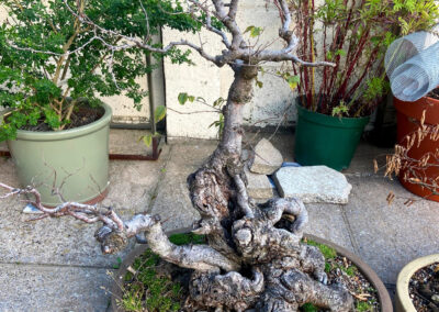 English elm 2025