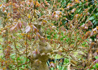 Japanese trident maple 2026