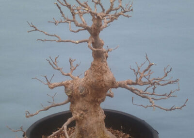 Japanese trident maple hard prune 2023