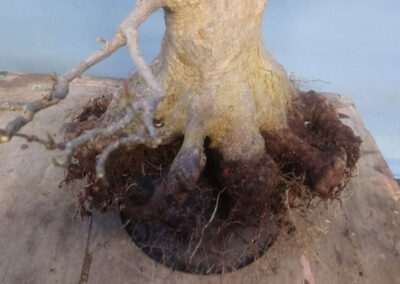 Japanese trident maple root prune 2023