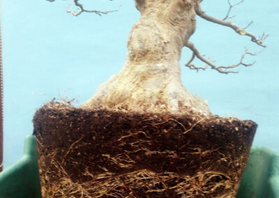 Japanese trident maple roots 2023