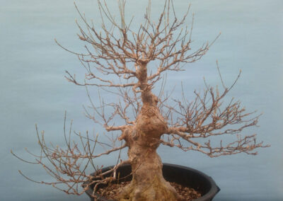 Japanese trident maple spring 2023