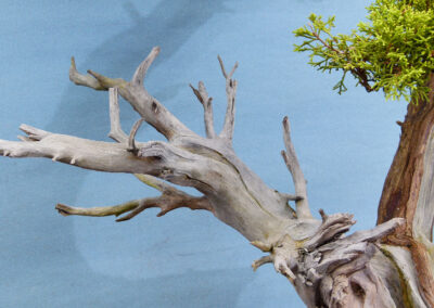 juniper bonsai tree