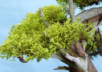 juniper bonsai tree