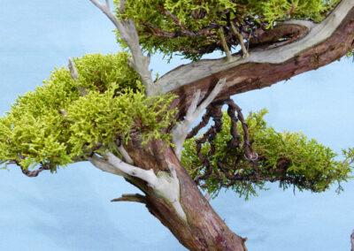 Juniper bonsai tree