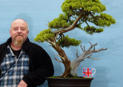 Juniper bonsai tree