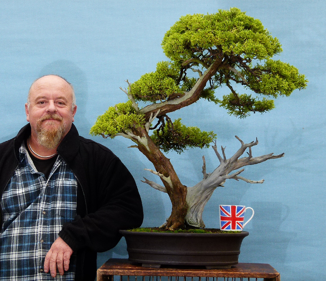 Juniper bonsai tree
