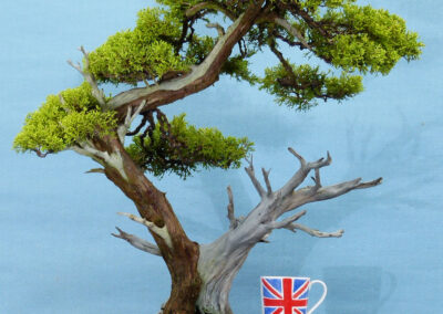 juniper bonsai tree