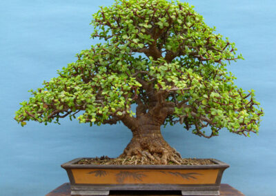 Portulacaria, my salad bonsai