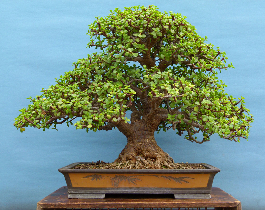 bonsai schaar Bonsai snoeischaar 19cm met veer  Bonsai winkel