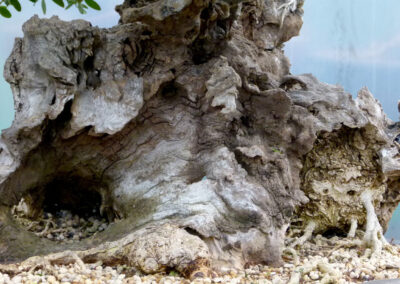 picture showing deadwood on bonsai tree from Graham Potter's collection