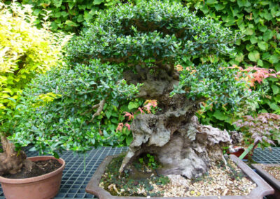Olive bonsai tree spring