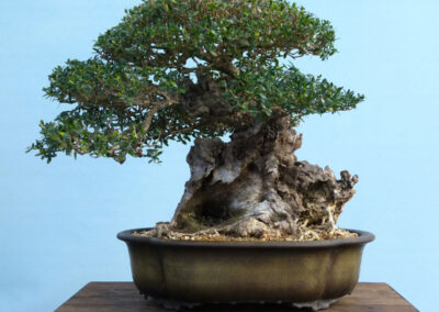 Olive bonsai spring 2026