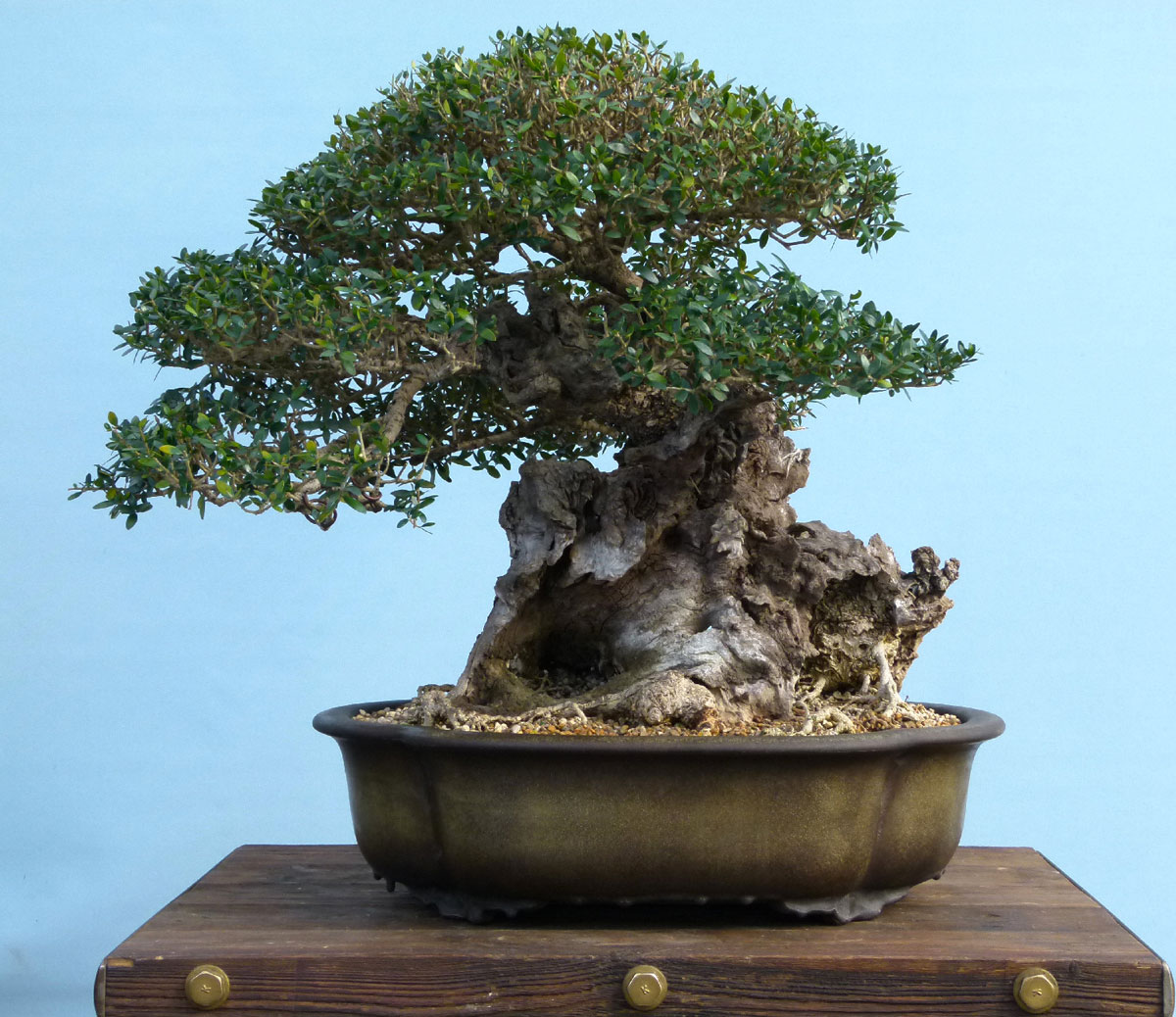 Bonsai Gallery - Graham Potter | Kaizen Bonsai Blog