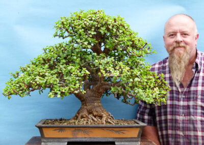 Portulacaria bonsai tree in pot styled by Graham Potter