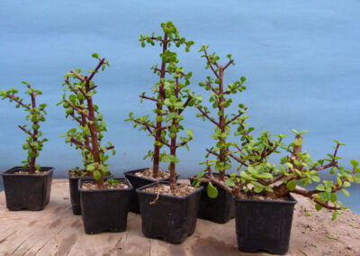 Portulacaria bonsai trees as cuttings