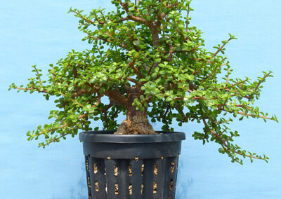 portulacaria in large ercole pots