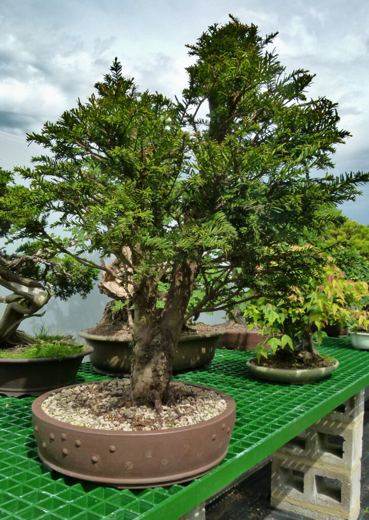 Yew tree bonsai in early stages of development.