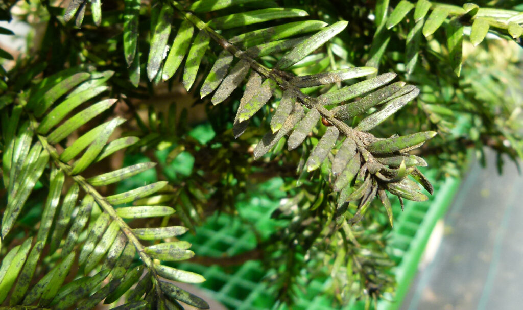 Sooty mould on taxus foliage