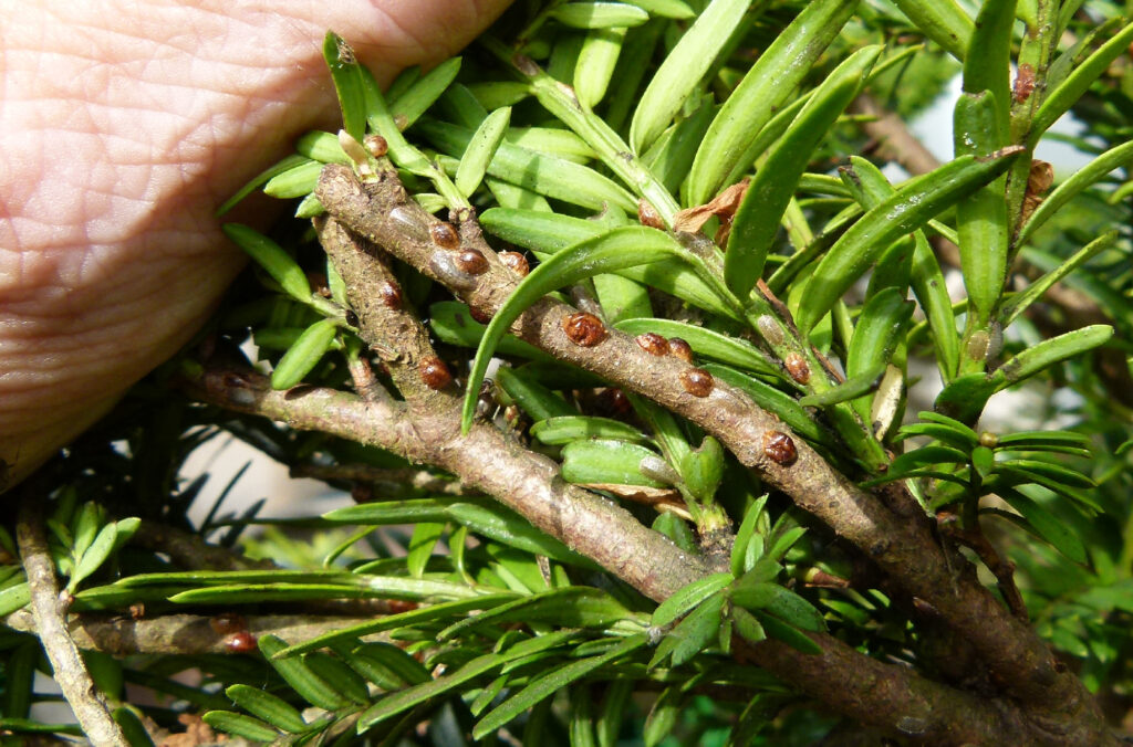 A whole community of scale insects on the underside of a yew branch.