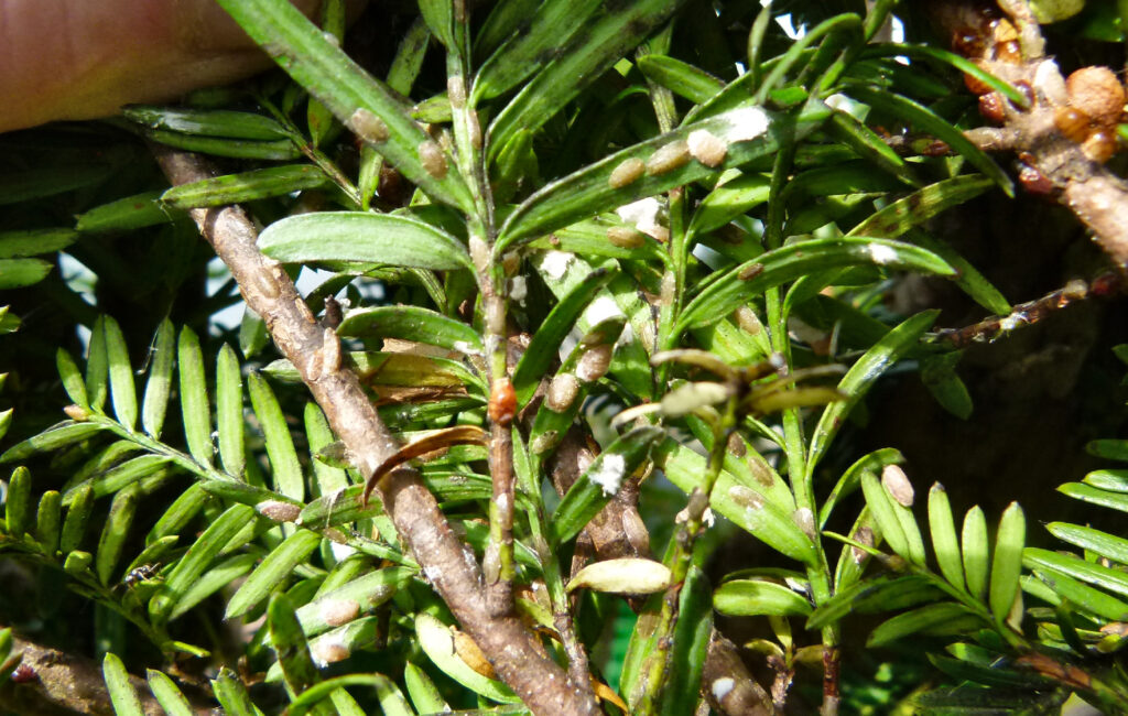 Yew scale insects