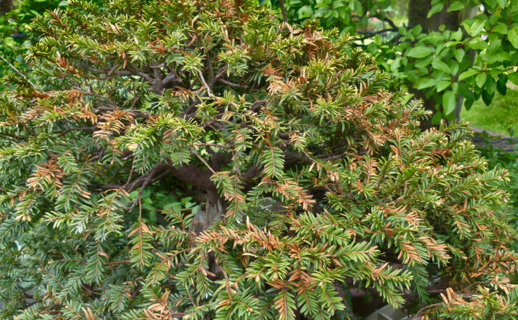 Yew tree foliage damage by scale insects