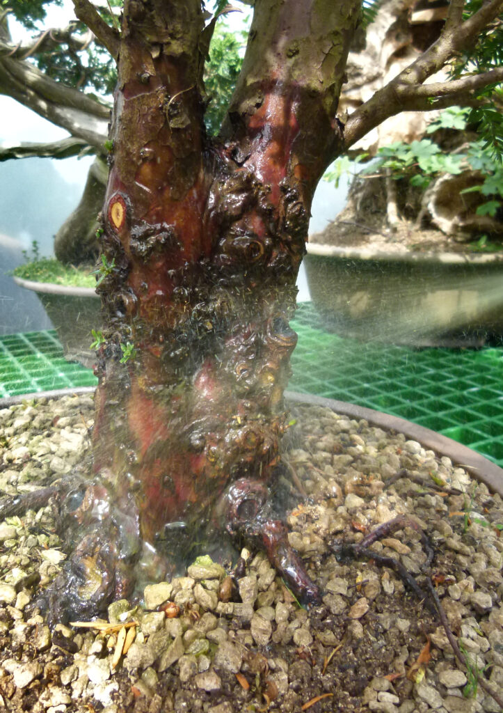 Yew tree scale treated with lime sulphur