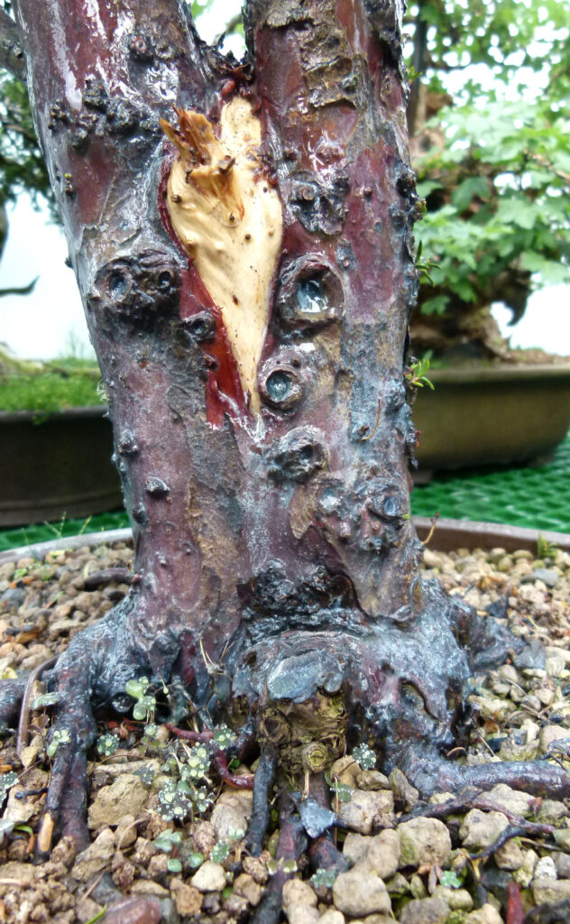 Yew scale treated with lime sulphur