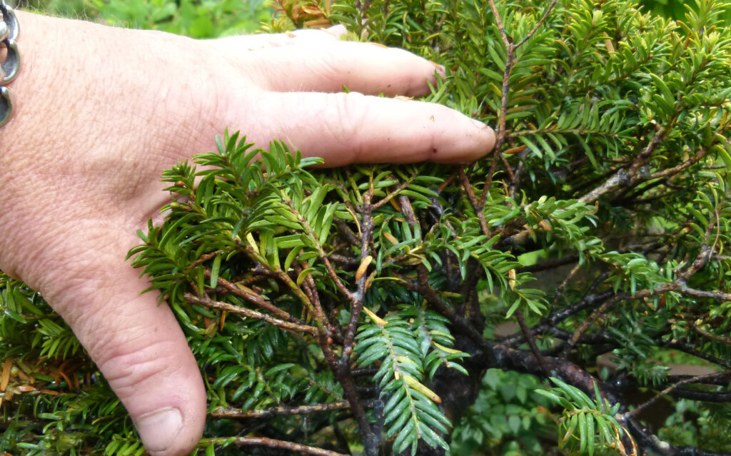 Treating yew tree scale