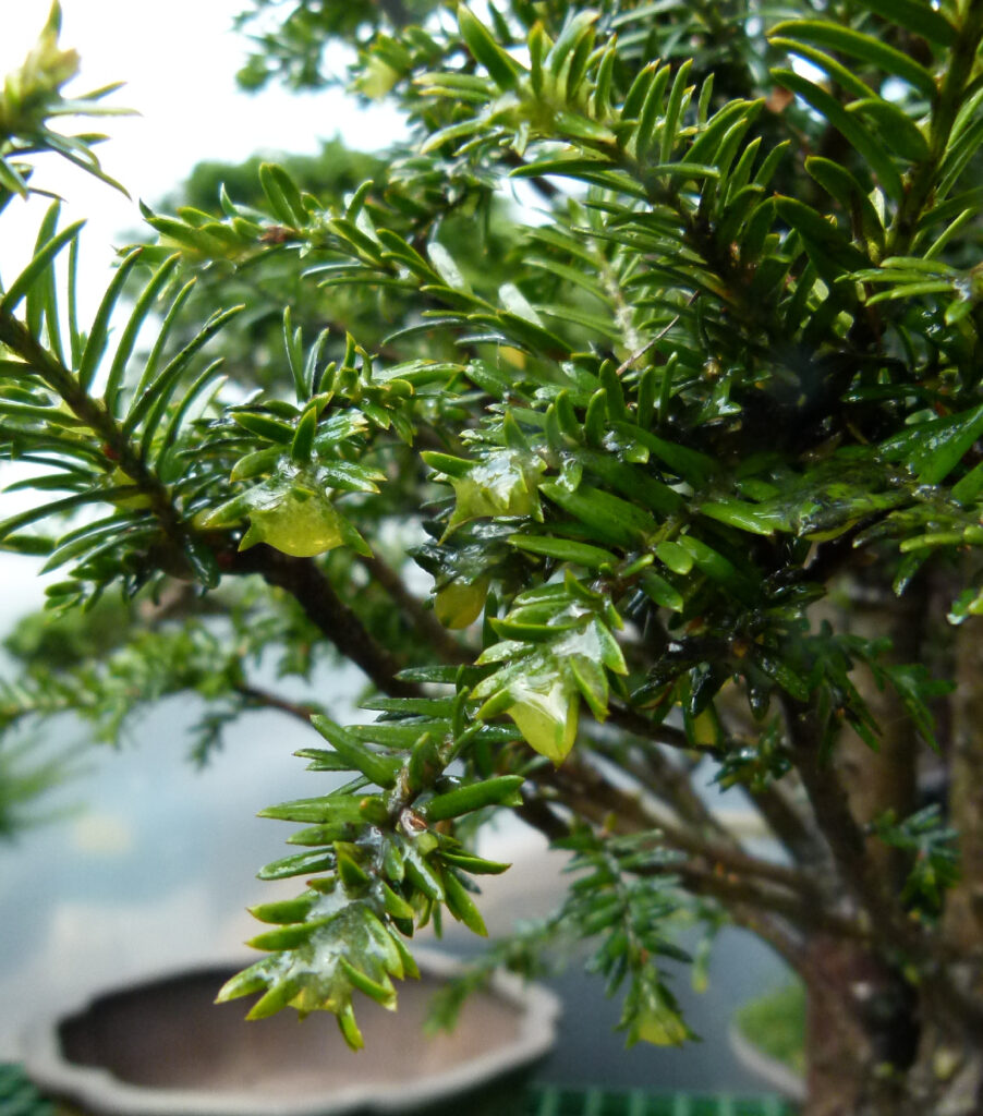 Yew tree scale treated with lime sulphur