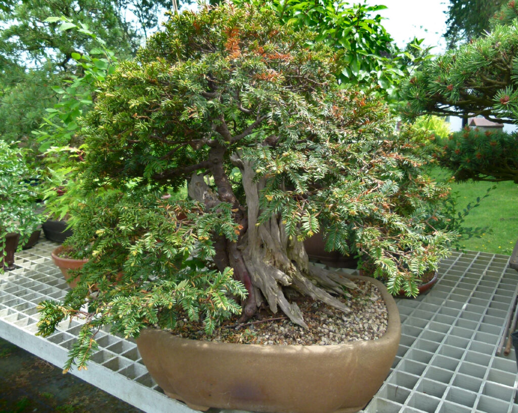 Yew tree bonsai showing the effects of scale insect damage