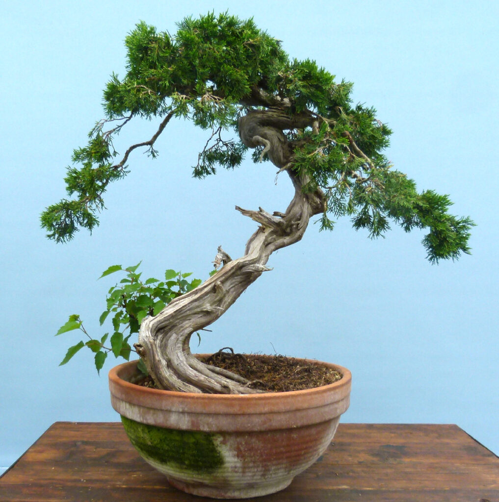 Yamadori sabina juniper in for repoting