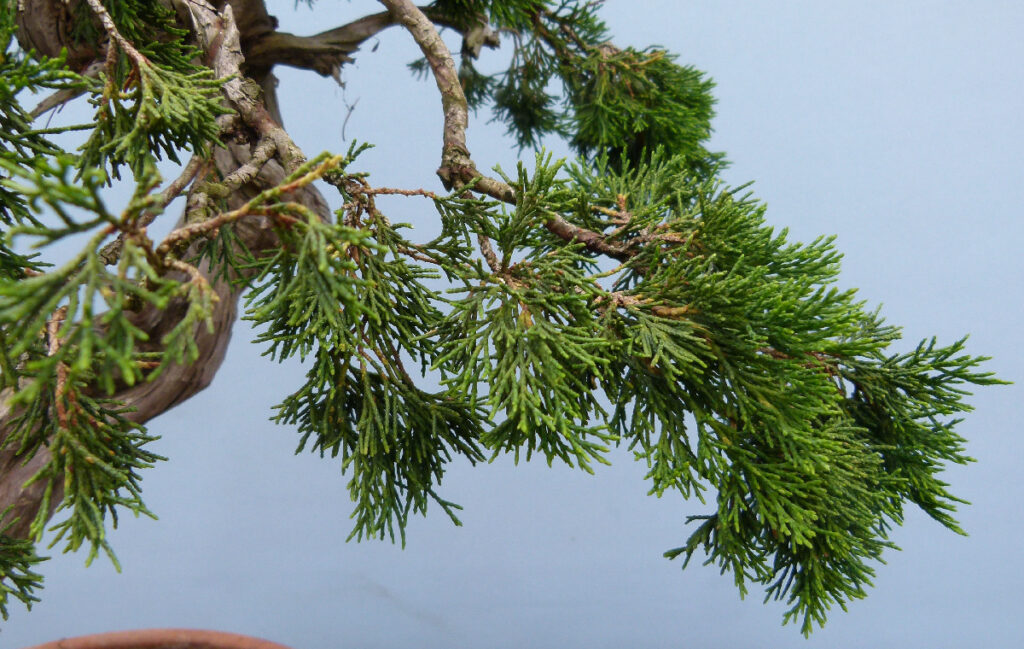 Sabina juniper typical weak branch