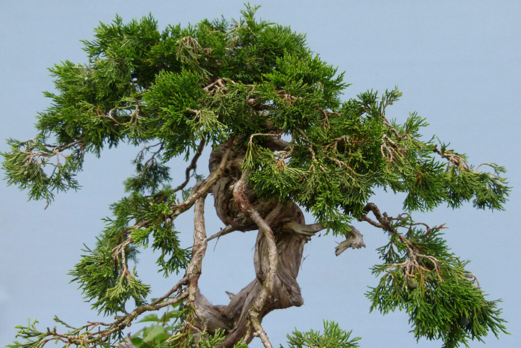 Yamadori sabina juniper bonsai tree