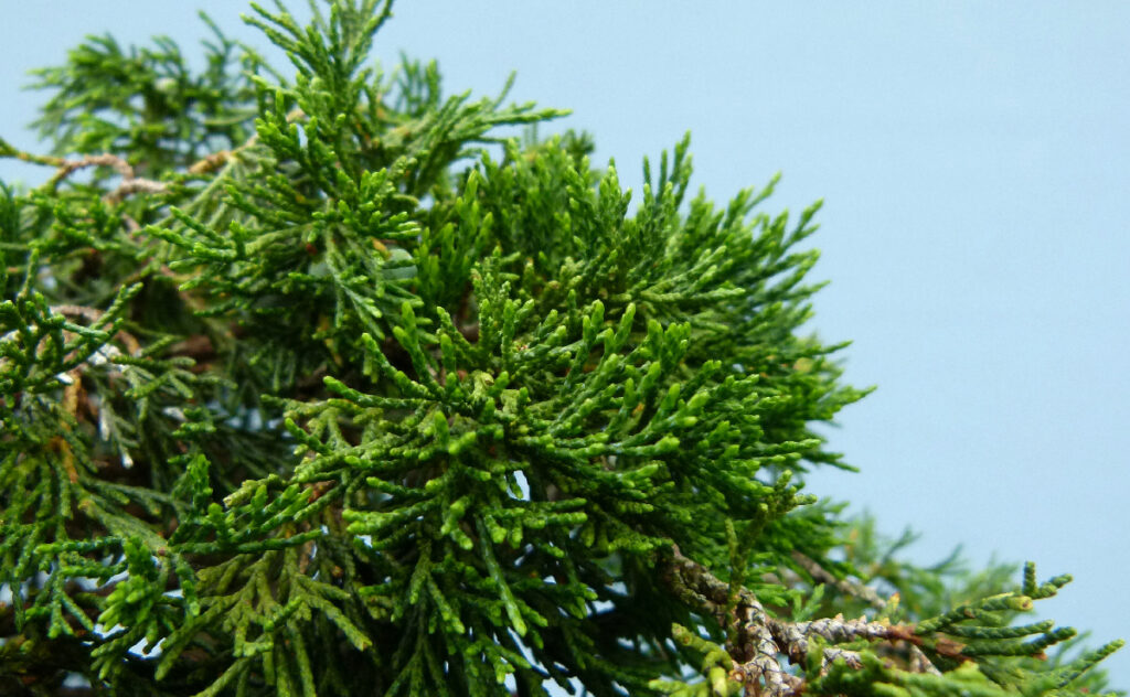 Sabina juniper bonsai, strong foliage.