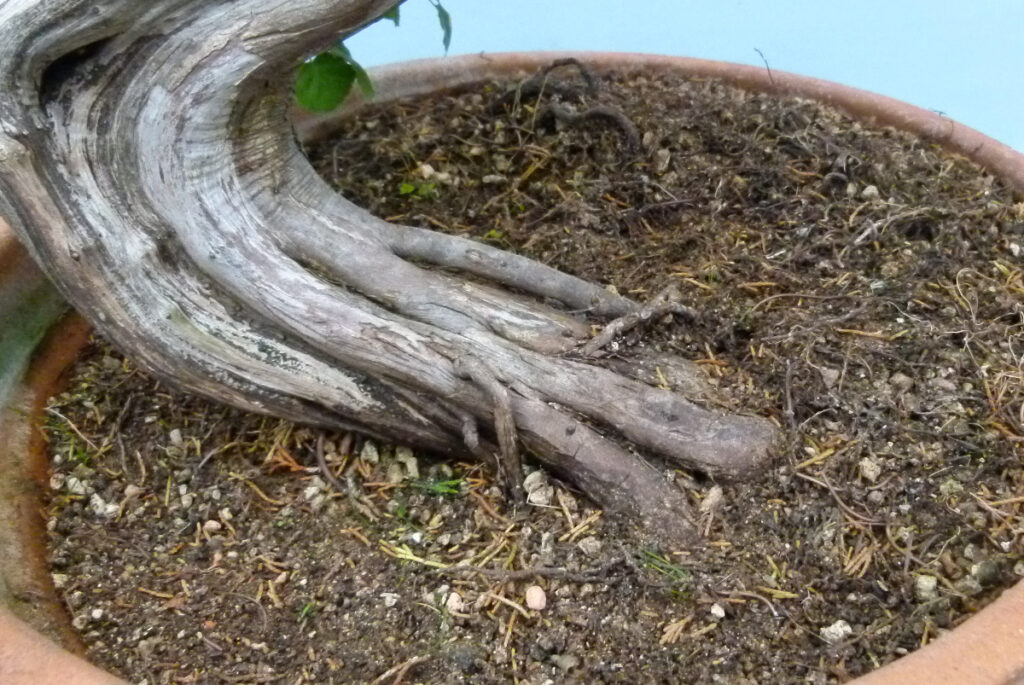 Sabina juniper bonsai ready to repot.