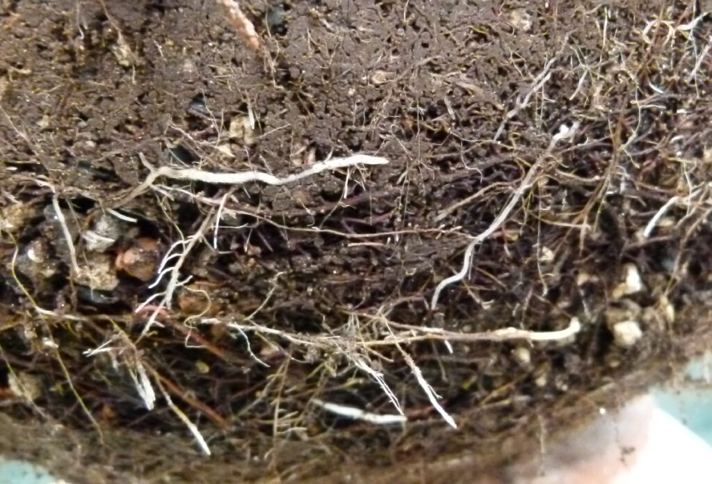 Sabina juniper bonsai root detail