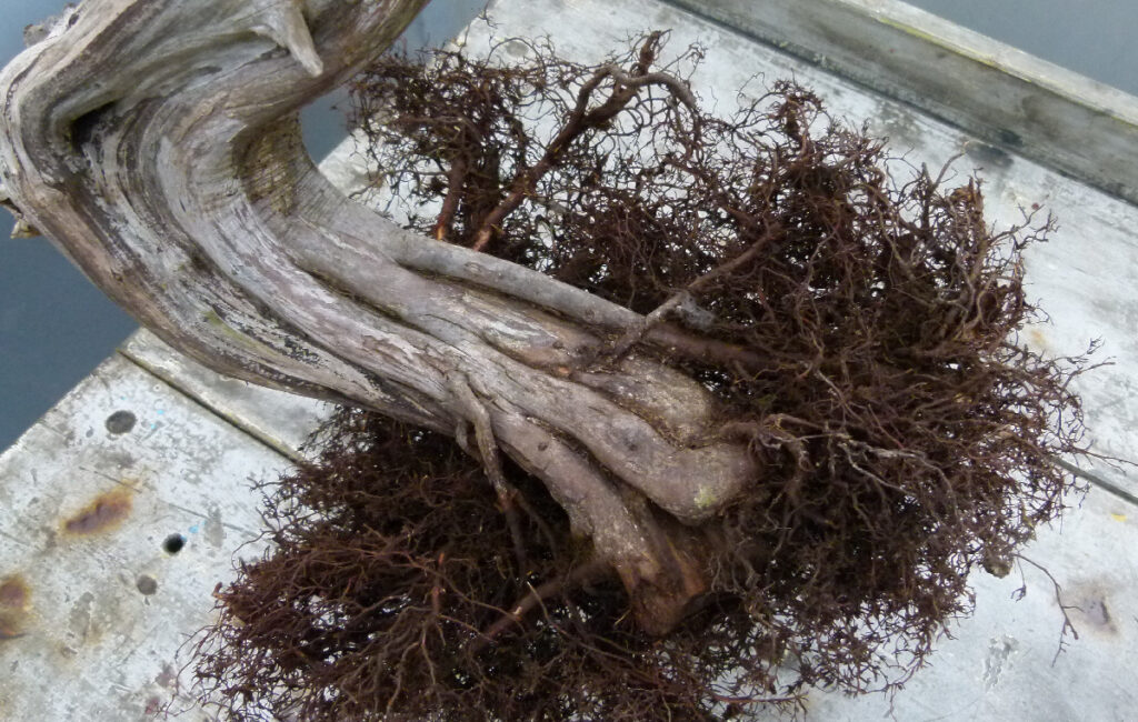 Sabina juniper bonsai root system