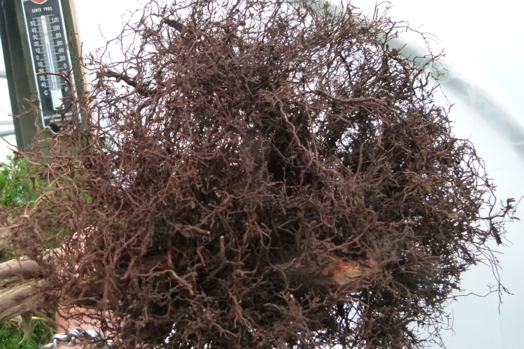 Sabina juniper bonsai root system cleaned and pruned