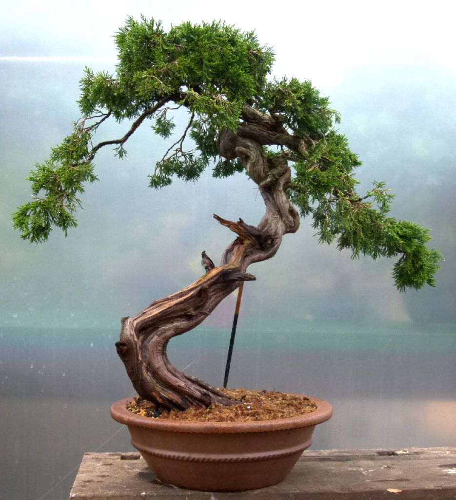 Sabina juniper recently repotted